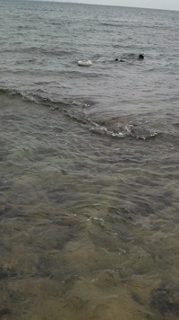 海