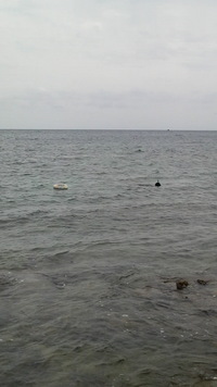 海