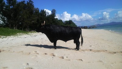キャンプ写真集②(ウミウシと遭遇~)