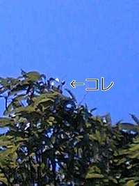 マンゴーの実 2008/05/20 16:13:10