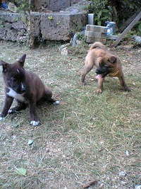 兄弟犬リュウ君 2008/05/27 14:53:11