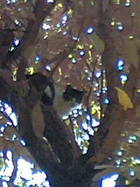 ねこ〜！ 2008/06/13 11:57:08