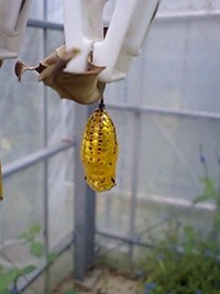 神秘の・・・