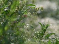 にきび。 2010/04/06 22:33:32
