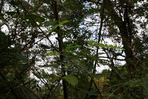 木々