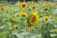 ｢向日葵」。 2010/06/14 20:58:32