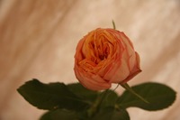 ありがとうの効果♪ 2008/06/11 20:54:36