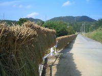 沖縄の稲作