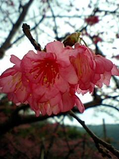 桜^^