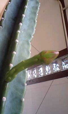サボテンに花^^