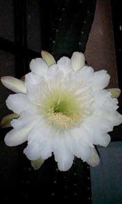サボテンの花3