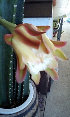 サボテンの花3