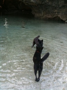 犬たちと海へ