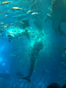 ちゅら海水族館へ