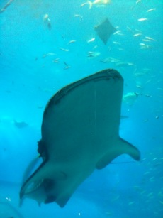 ちゅら海水族館へ