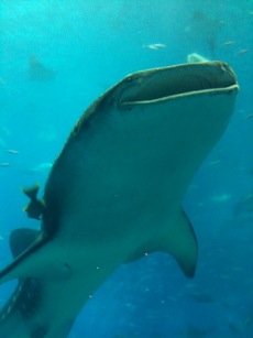 ちゅら海水族館へ