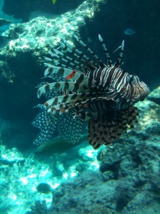 ちゅら海水族館2^^