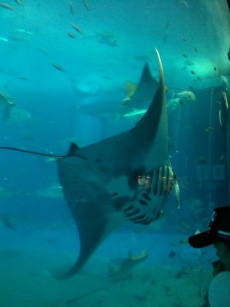 ちゅら海水族館へ