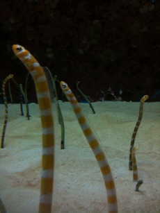 ちゅら海水族館2^^