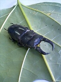 クワガタ専用　ナチュラルトラップ③ 2008/08/09 22:00:00