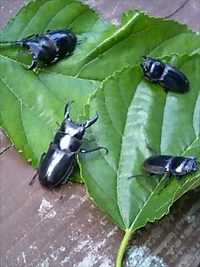 クワガタ専用　ナチュラルトラップ⑤ 2008/08/10 22:00:00