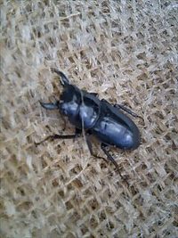 クワガタ専用　ナチュラルトラップ⑥ 2008/08/11 22:30:00