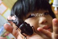 クワガタＧＥＴ～！！ 2008/08/04 00:33:18