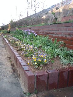 教室の花だん