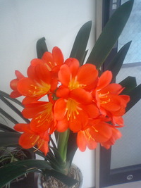 豪華な花たち