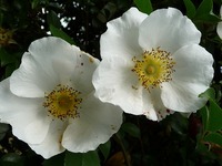 ナニワイバラと紫陽花