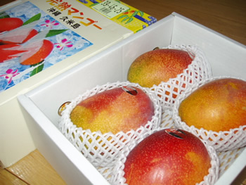 久米島産 金城マンゴー だあ♪