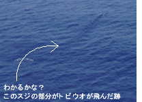 久米島~フェリー編