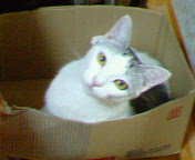 運命の猫あれから一年