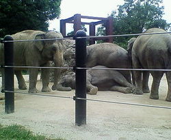 上野動物園にて!
