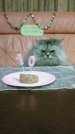チャコの誕生日