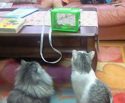 猫とバッタ