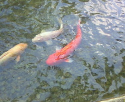 琉箪池