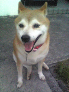 愛犬papy約束の犬?