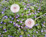 きあいだﾞ みつお