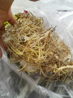 盆花火