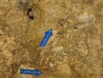 沖縄の観光名所 沖縄ワールド