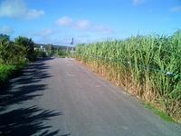 散歩みち 2007/08/16 08:20:20