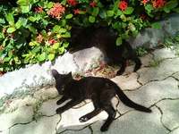 黒にゃんたろ 2007/08/17 09:38:28