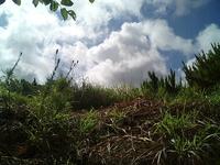 裏庭を 2007/07/08 09:05:04