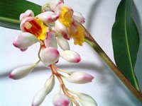 げっとうの花 2007/04/28 17:14:58