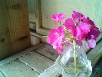 ちょっとした花 2007/04/30 08:55:38