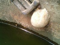 かえるのたまご 2007/05/02 14:23:39