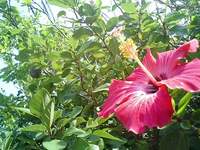 あかばな〜 2007/05/03 10:13:36