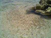 すいみー 2007/05/31 13:44:04