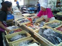 漁港の魚屋 2007/06/01 17:22:43
